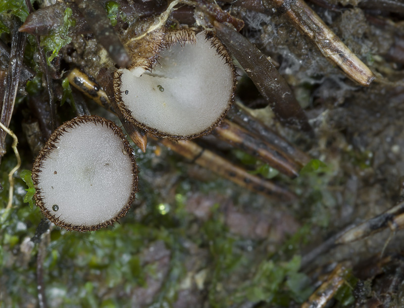 Trichophaea gregaria